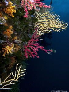 Colourful gorgones wall. Calanques de Cassis. Canon G10 &... by Bea & Stef Primatesta 